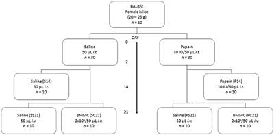 Bone Marrow-Derived Mononuclear Cell Therapy in Papain-Induced Experimental Pulmonary Emphysema